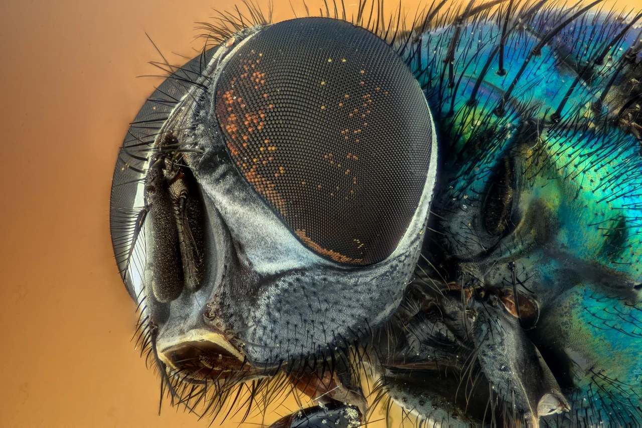 Do Insects Sleep?