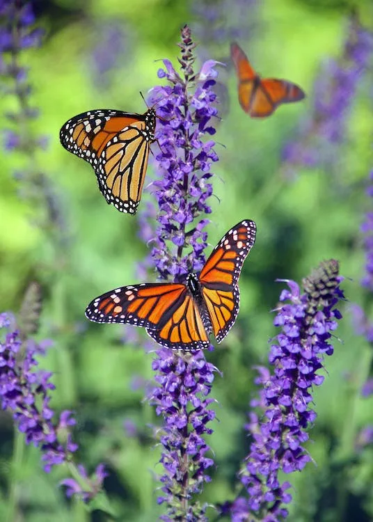 Monarch butterflies on and around purple flower spikes