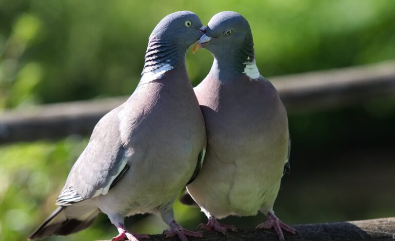  Birds mating for life – (solved)