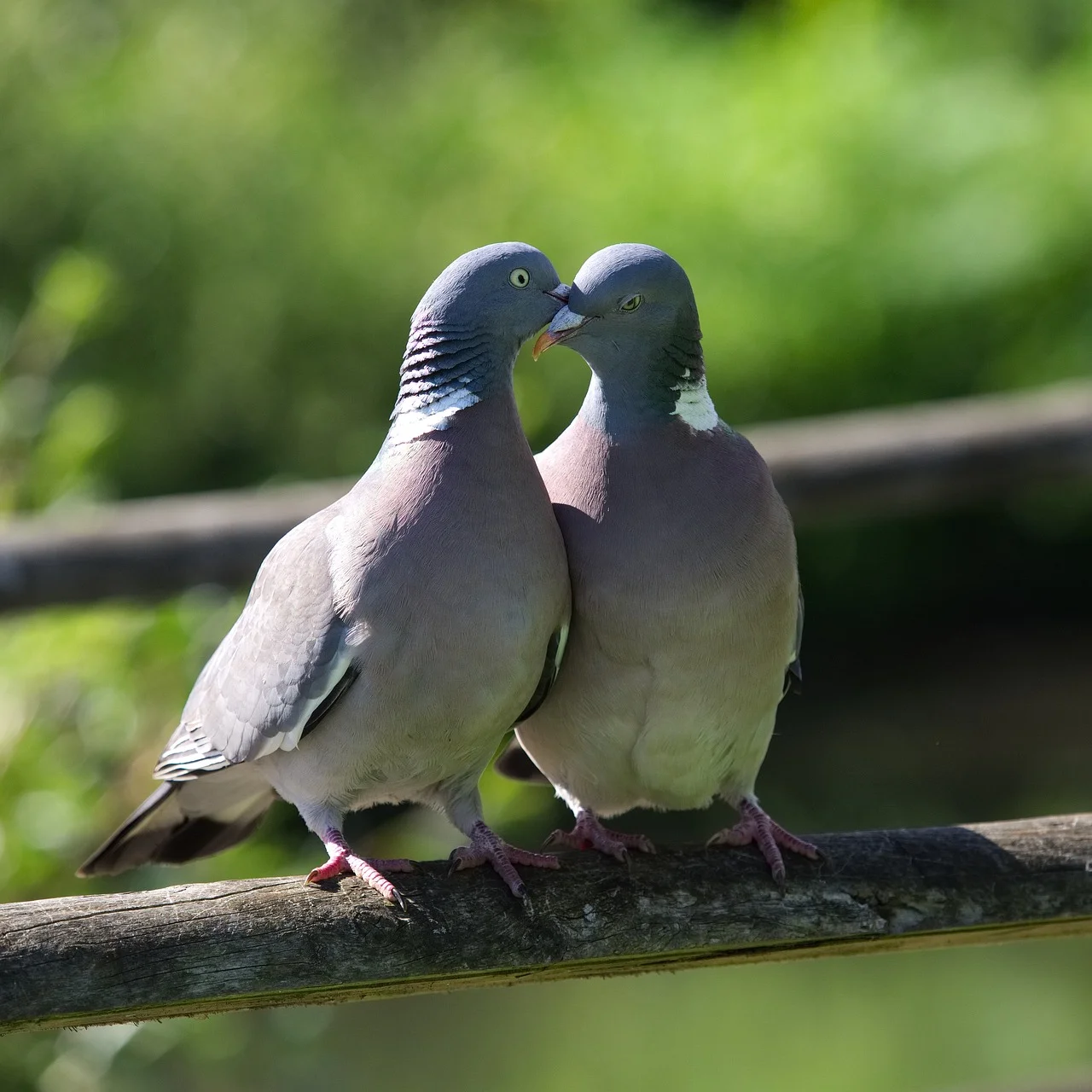 Birds mating for life - (solved)