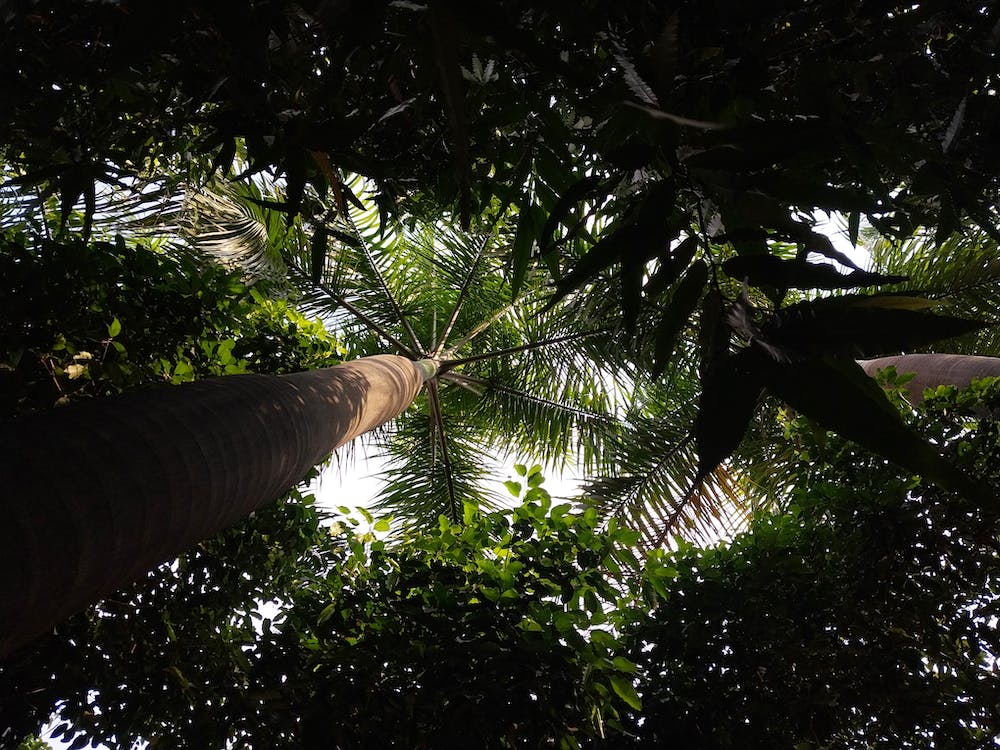 Free stock photo of beach, coconut, garden Stock Photo