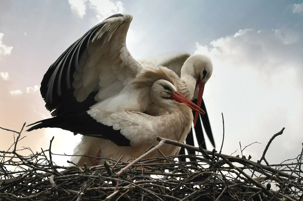 Free Stork Bird photo and picture