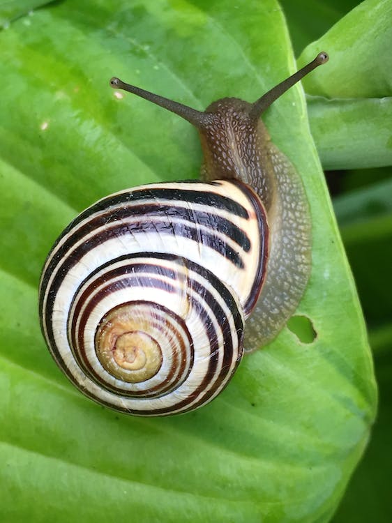 Free White Black and Brown Snail on Green Leaf Stock Photo