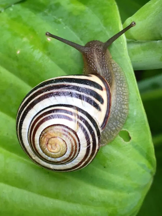 Banded snail with a spiral shell on a large green leaf