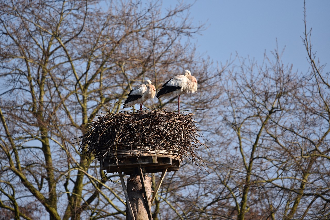 Free White Stork Wading Bird photo and picture