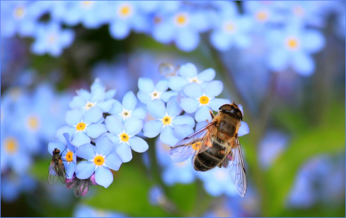 Free Yellow Bee on White Flower on Selective Focus Photography Stock Photo