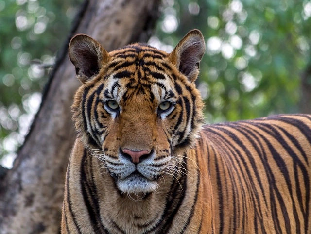 1. Tiger: – 30 Strikingly Striped Animals – Amazing animals with stripes