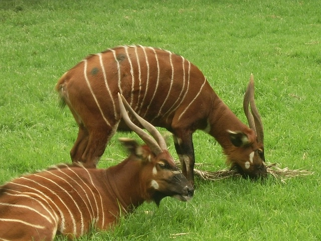 11. Bongo: – 30 Strikingly Striped Animals – Amazing animals with stripes