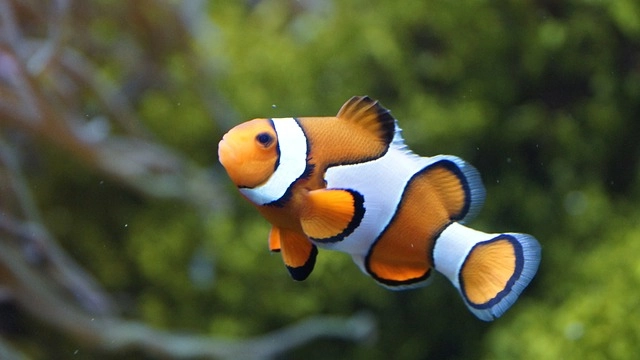 12. Clownfish: – 30 Strikingly Striped Animals – Amazing animals with stripes