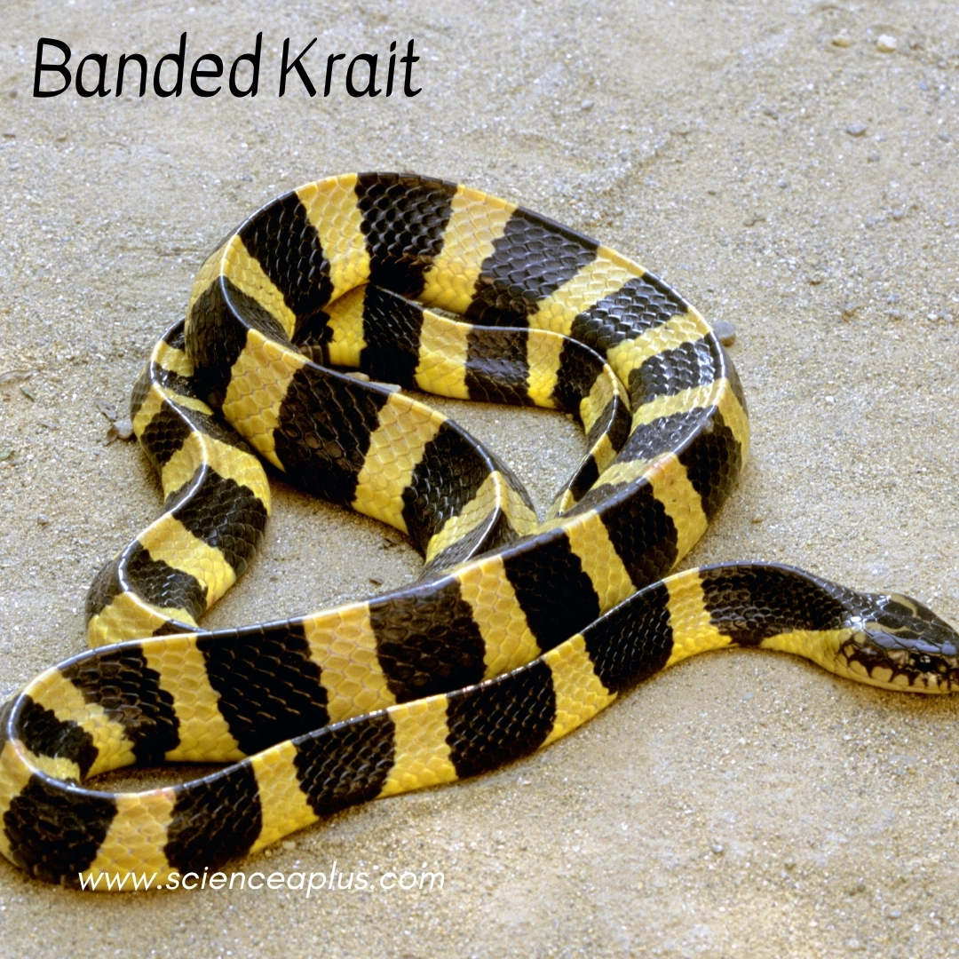 13. Banded Krait: – 30 Strikingly Striped Animals – Amazing animals with stripes