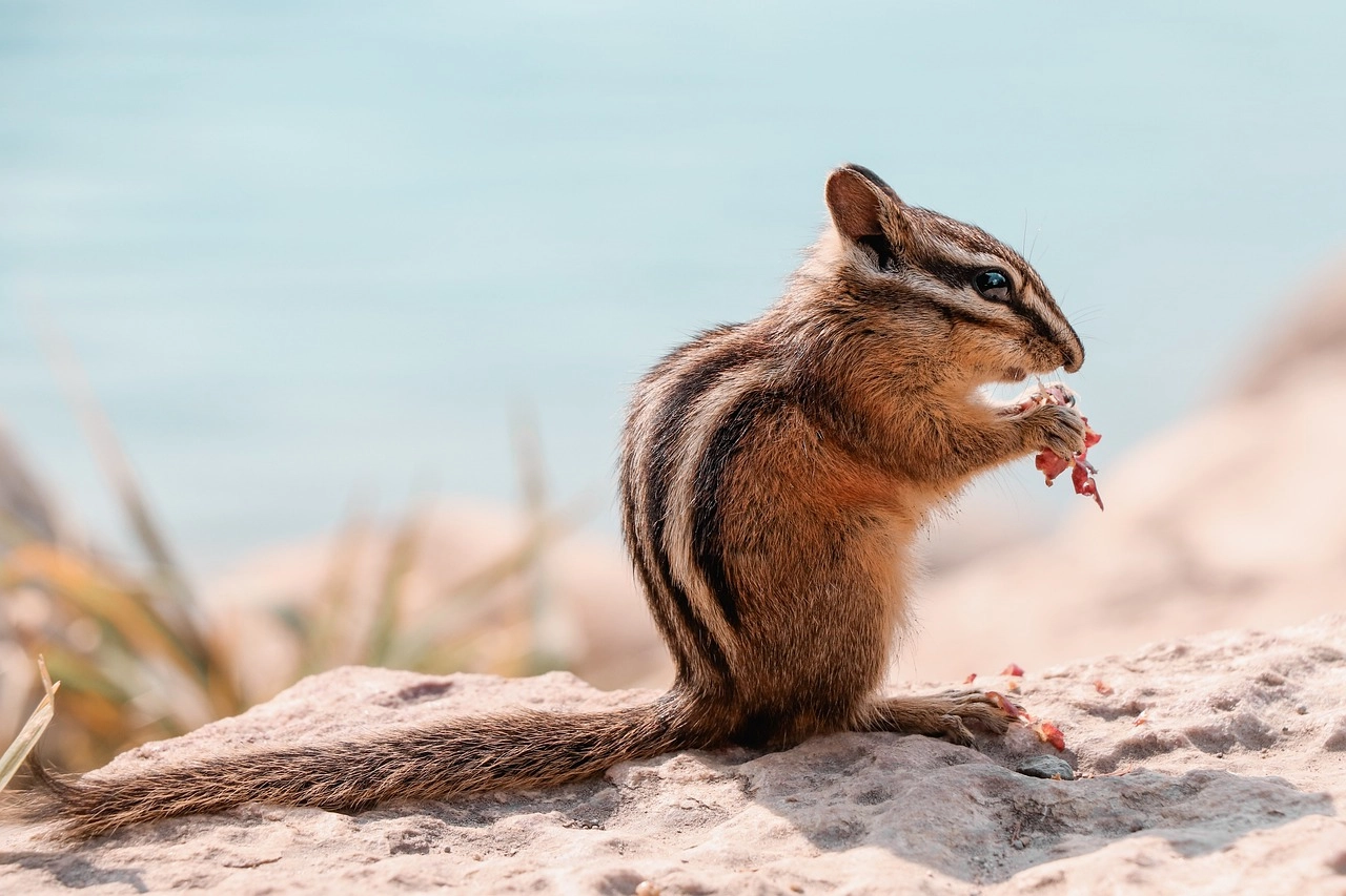 14. Chipmunk: – 30 Strikingly Striped Animals – Amazing animals with stripes