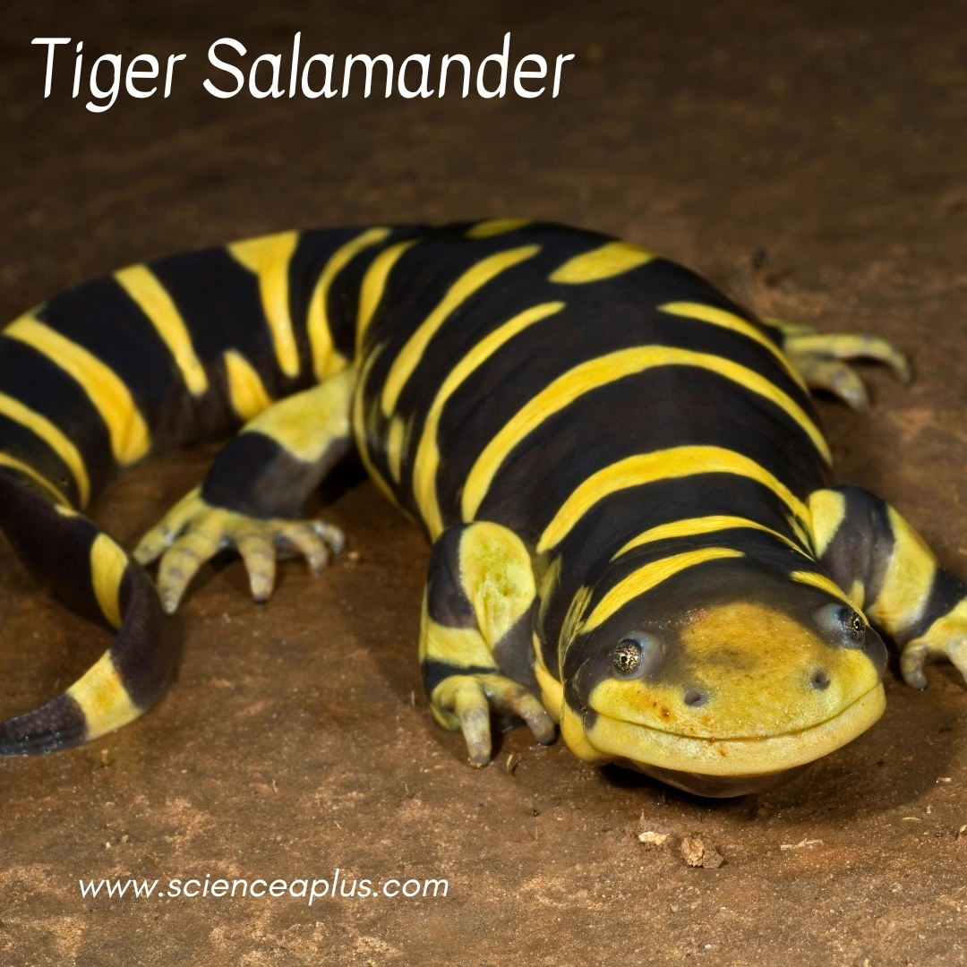 15. Tiger Salamander: – 30 Strikingly Striped Animals – Amazing animals with stripes