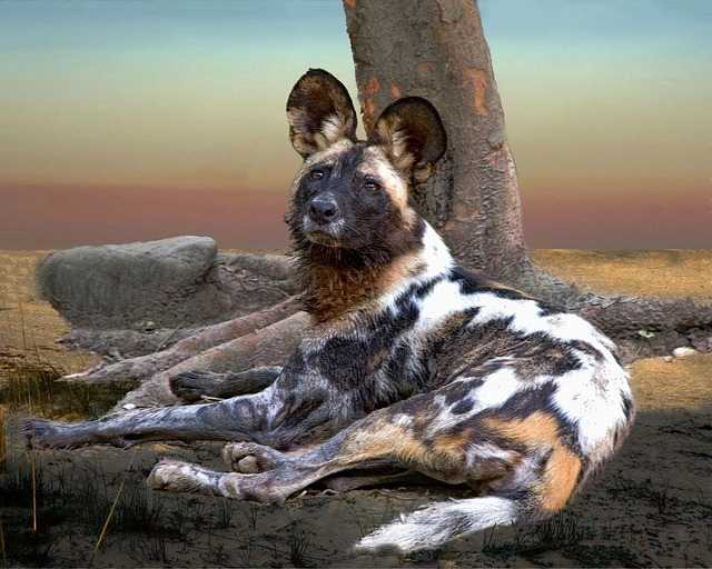 16. African Painted Dog: – 30 Strikingly Striped Animals – Amazing animals with stripes