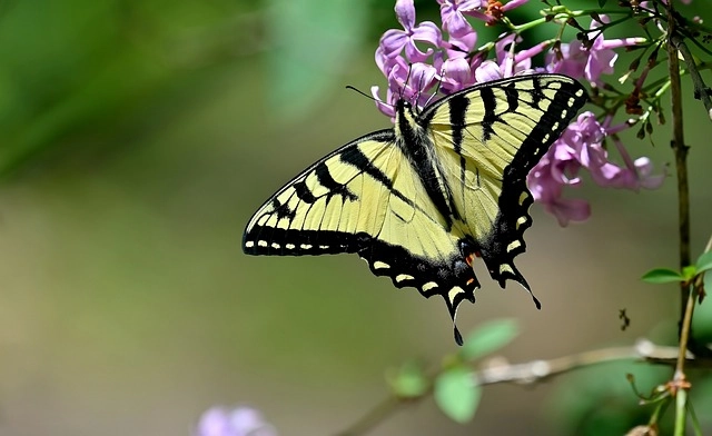 17. Eastern Tiger Swallowtail Butterfly: – 30 Strikingly Striped Animals – Amazing animals with stripes