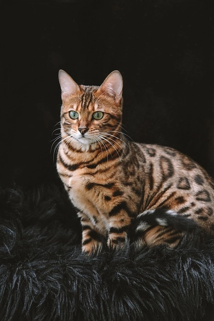 18. Bengal Cat: – 30 Strikingly Striped Animals – Amazing animals with stripes