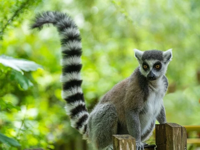 19. Ring-Tailed Lemur: – 30 Strikingly Striped Animals – Amazing animals with stripes