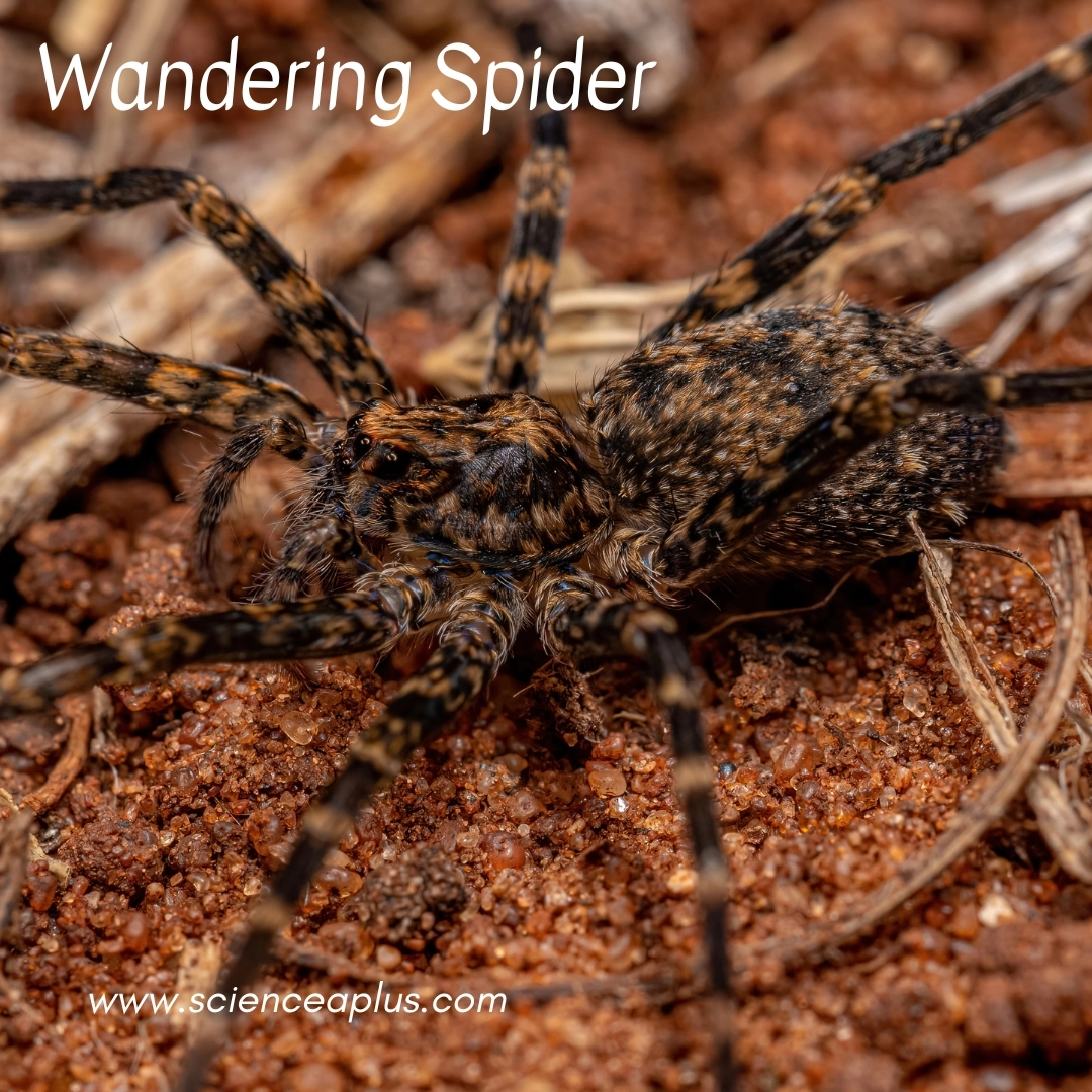 20. Wandering Spider: – 30 Strikingly Striped Animals – Amazing animals with stripes