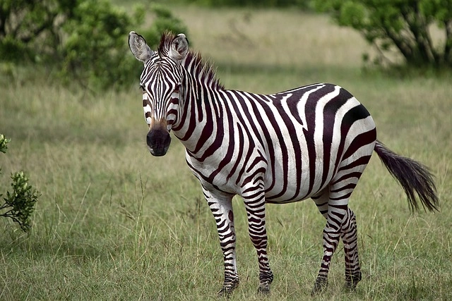 30 Strikingly Striped Animals – Amazing animals with stripes