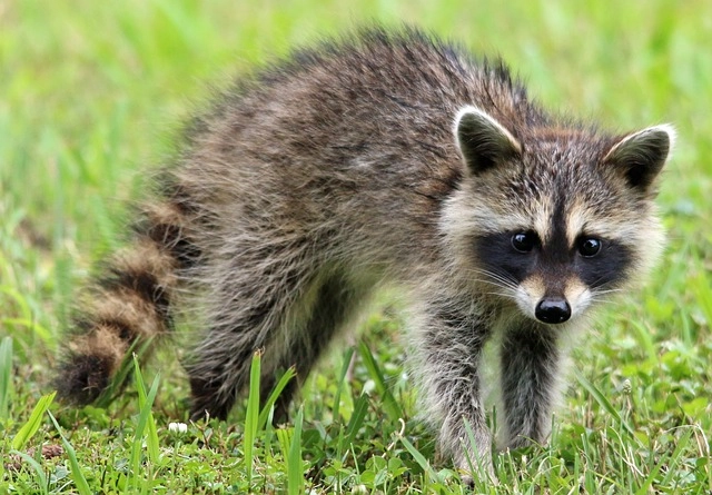 21. Raccoon: – 30 Strikingly Striped Animals – Amazing animals with stripes