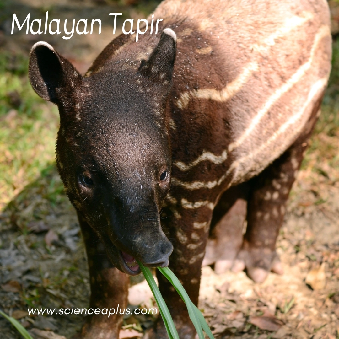 22. Malayan Tapir: – 30 Strikingly Striped Animals – Amazing animals with stripes