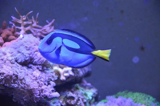 23. Blue Tang: – 30 Strikingly Striped Animals – Amazing animals with stripes