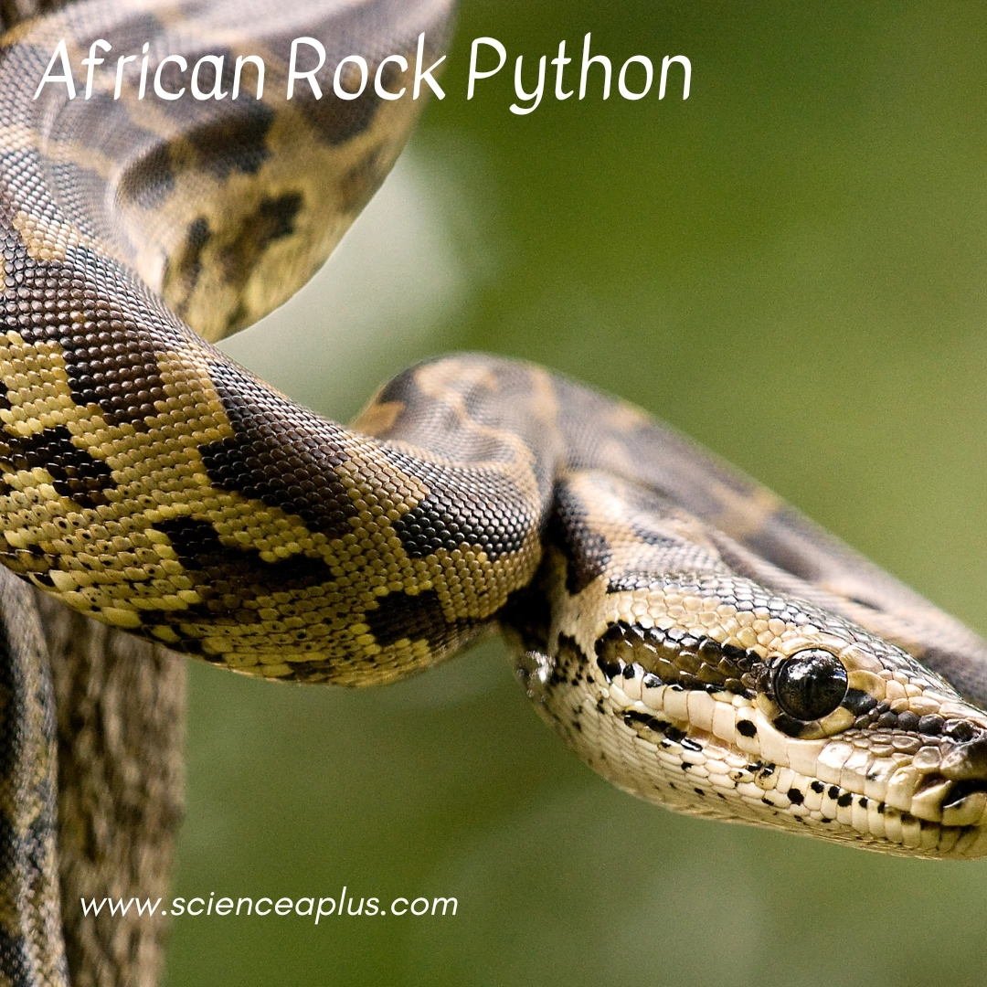 24. African Rock Python: – 30 Strikingly Striped Animals – Amazing animals with stripes
