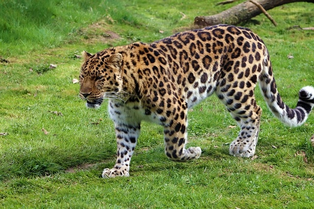 25. Amur Leopard: – 30 Strikingly Striped Animals – Amazing animals with stripes