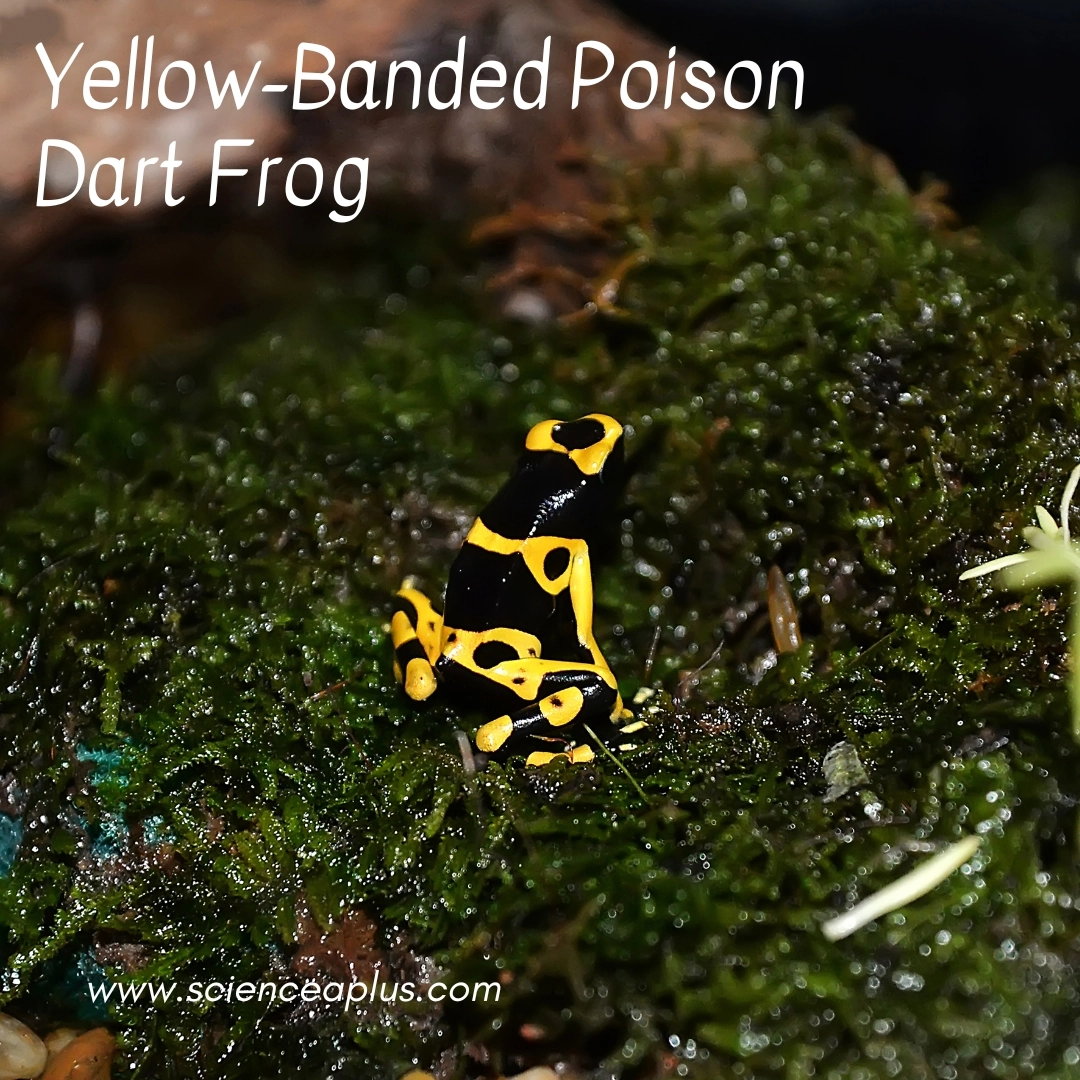 26. Yellow-Banded Poison Dart Frog: – 30 Strikingly Striped Animals – Amazing animals with stripes