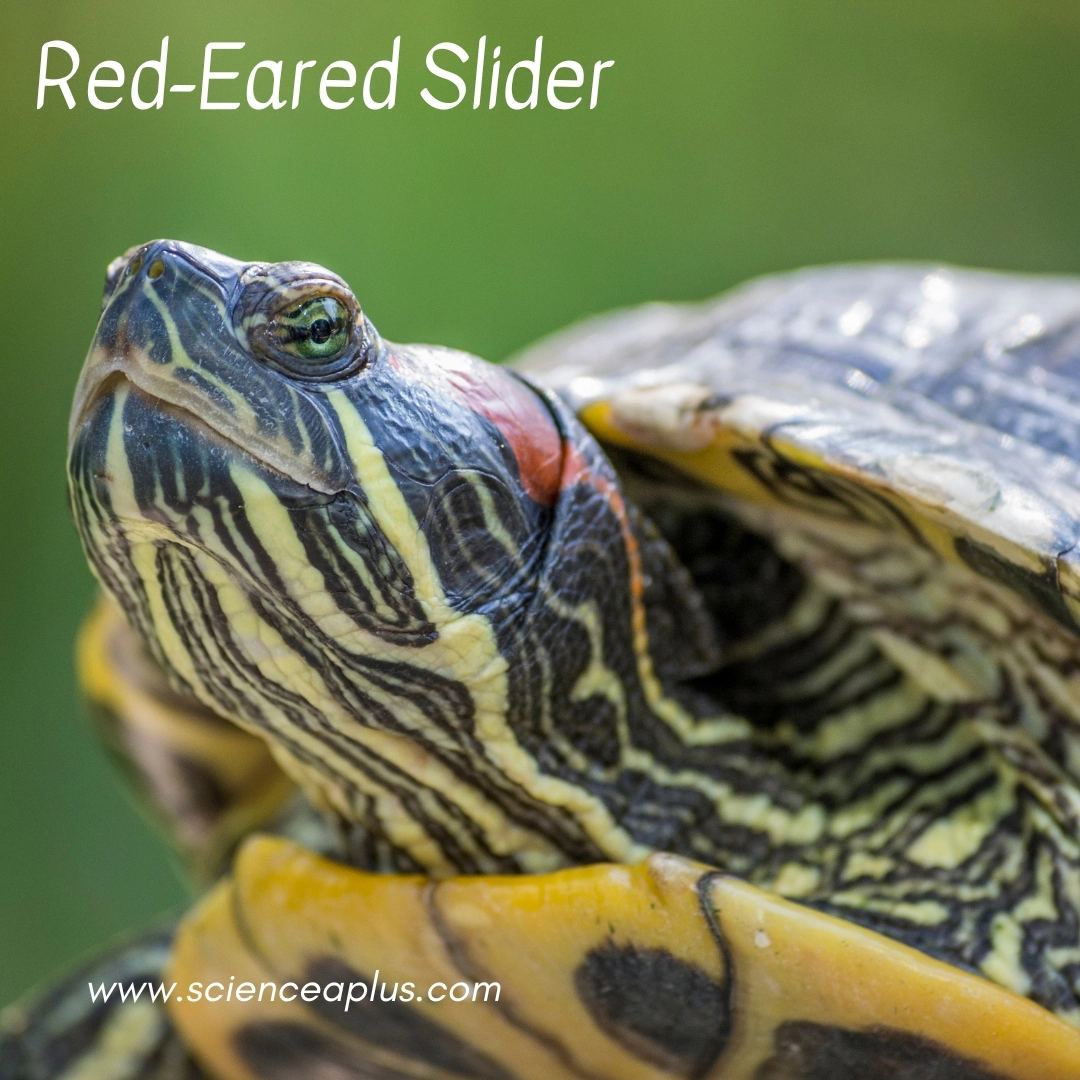 27. Red-Eared Slider: – 30 Strikingly Striped Animals – Amazing animals with stripes