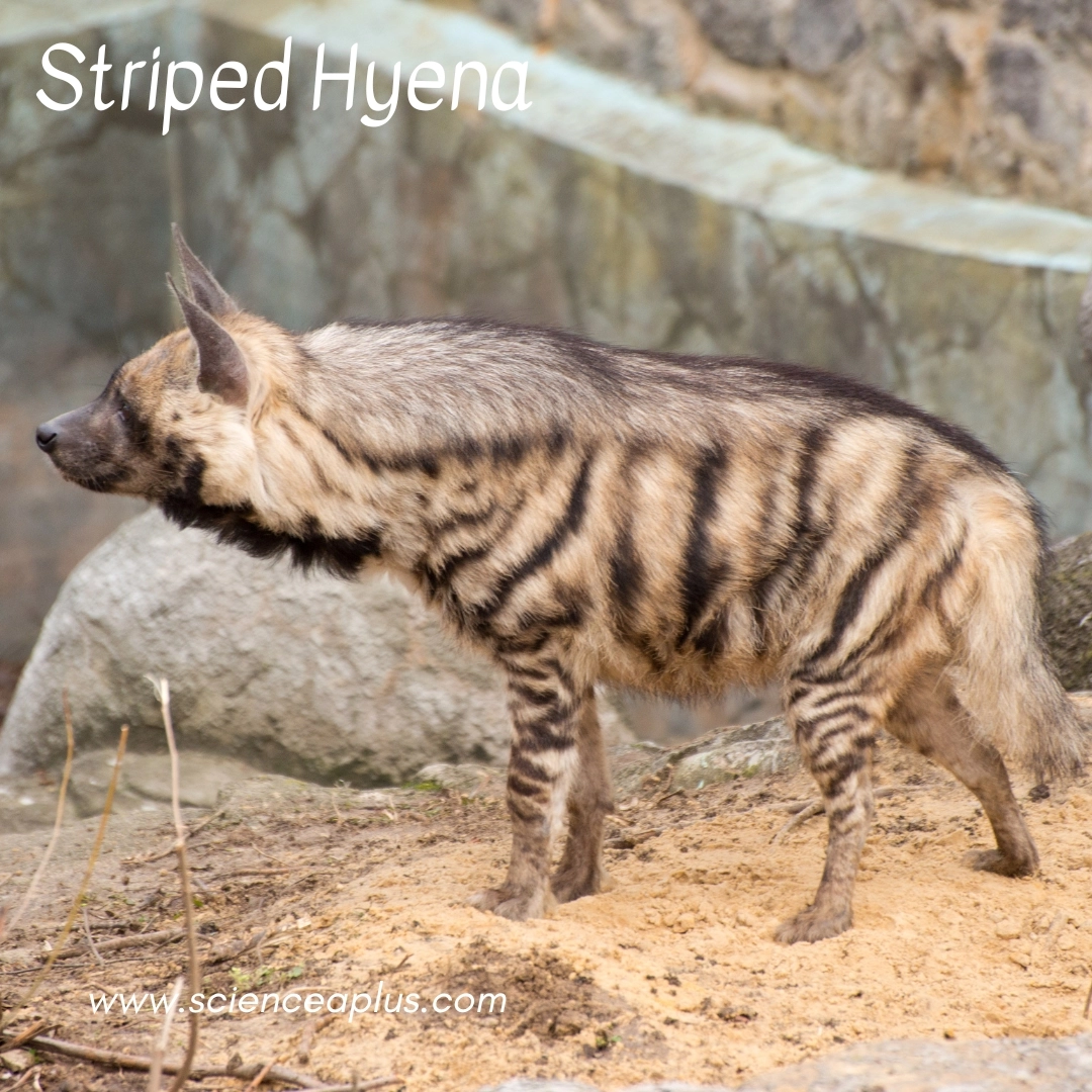 28. Striped Hyena: – 30 Strikingly Striped Animals – Amazing animals with stripes