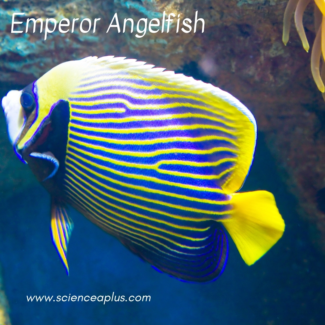 29. Emperor Angelfish: – 30 Strikingly Striped Animals – Amazing animals with stripes