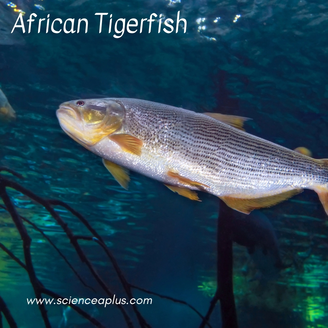 30. African Tigerfish: – 30 Strikingly Striped Animals – Amazing animals with stripes