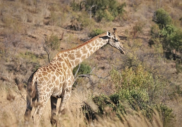 3. Reticulated Giraffe: – 30 Strikingly Striped Animals – Amazing animals with stripes