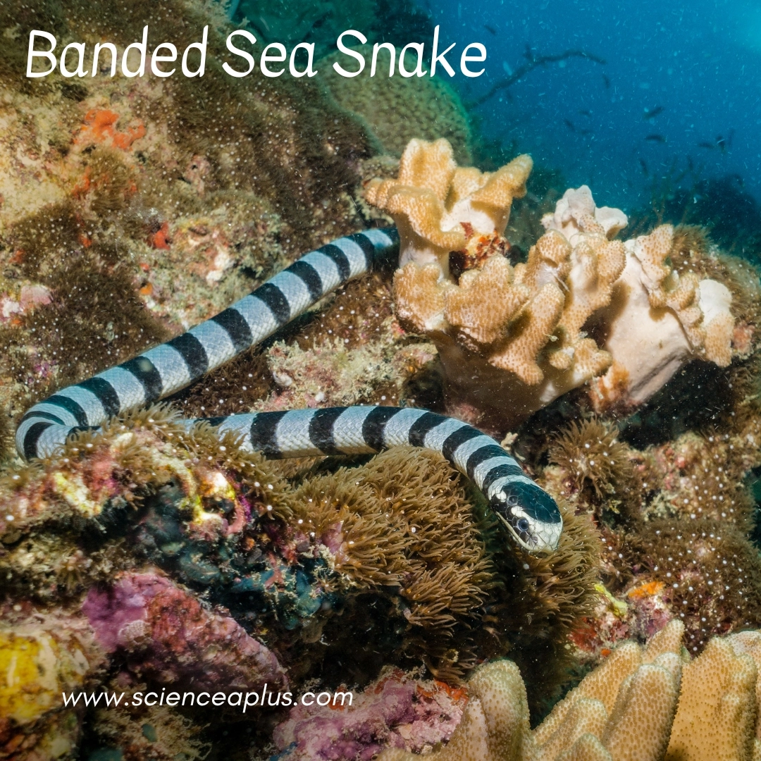 4. Banded Sea Snake: – 30 Strikingly Striped Animals – Amazing animals with stripes