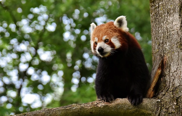 5. Red Panda: – 30 Strikingly Striped Animals – Amazing animals with stripes