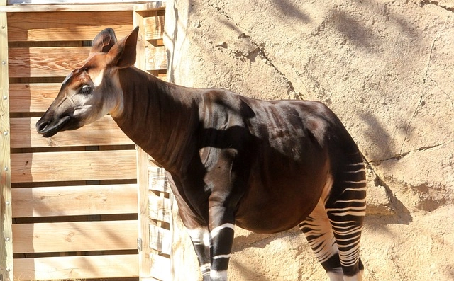 6. Okapi: – 30 Strikingly Striped Animals – Amazing animals with stripes