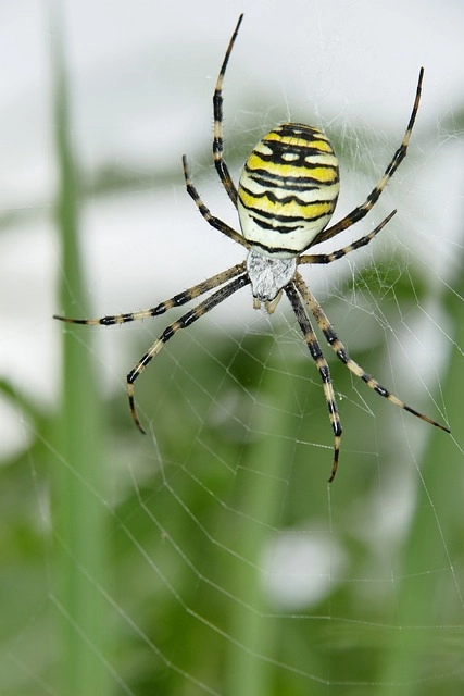 7. Yellow and Black Garden Spider: – 30 Strikingly Striped Animals – Amazing animals with stripes