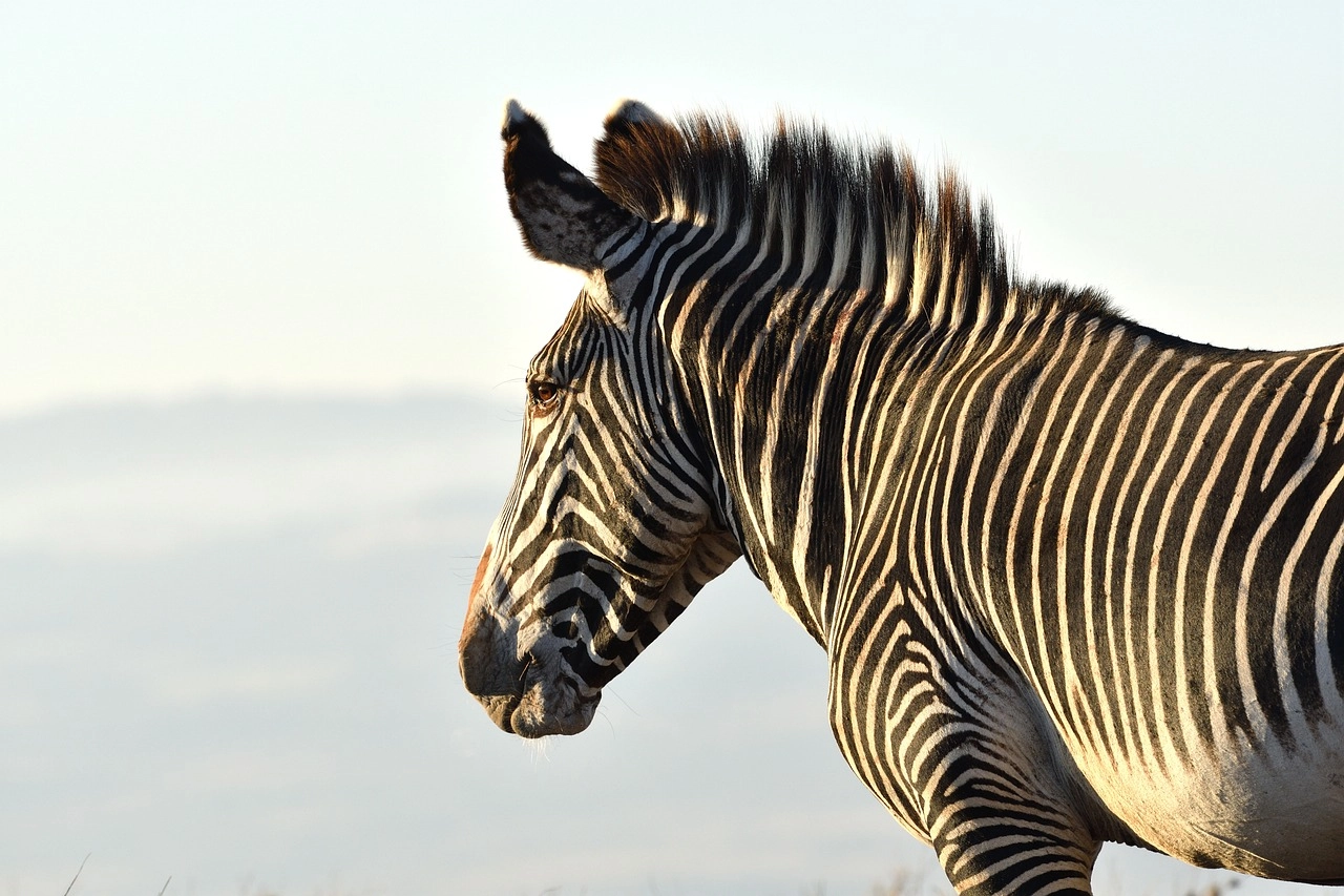 8. Grevy's Zebra: – 30 Strikingly Striped Animals – Amazing animals with stripes