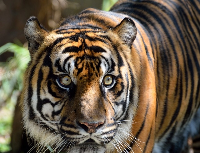 10. Sumatran Tiger: – 30 Strikingly Striped Animals – Amazing animals with stripes