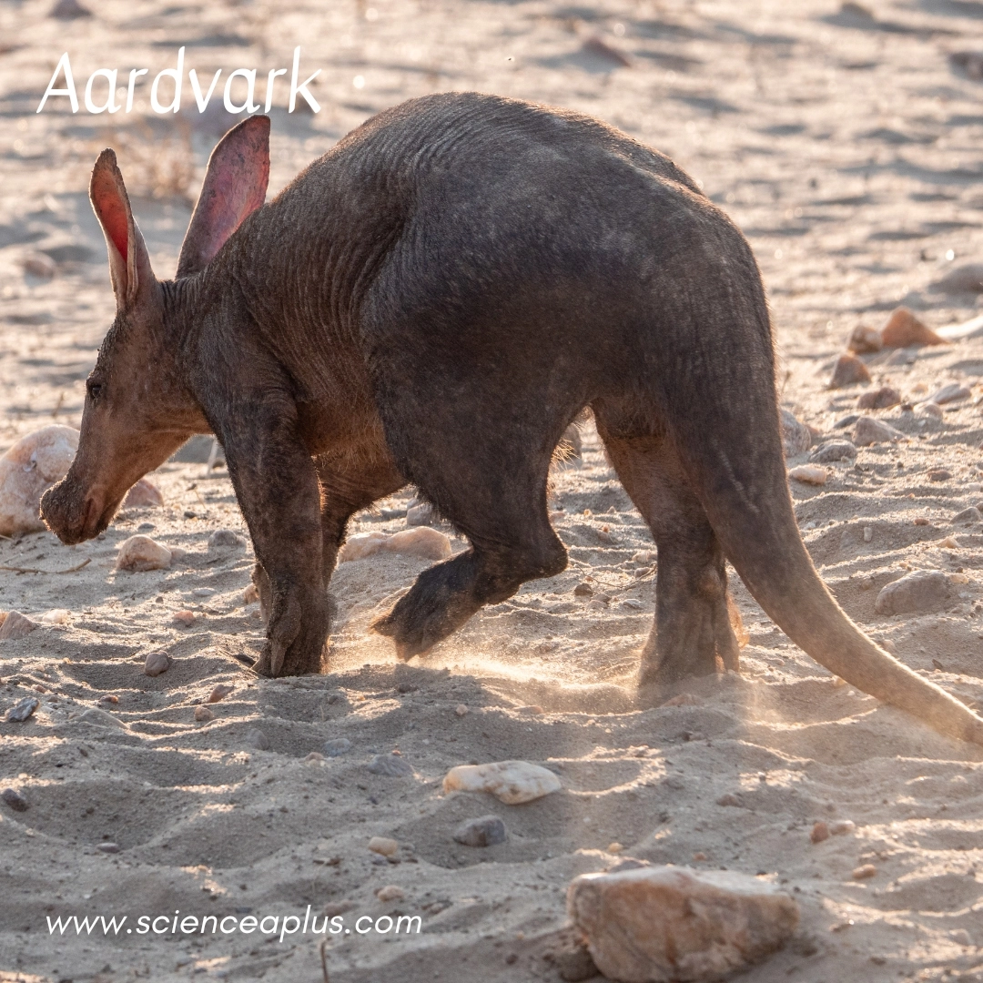 1.Aardvark: – 26 animals that start with the letter "A"