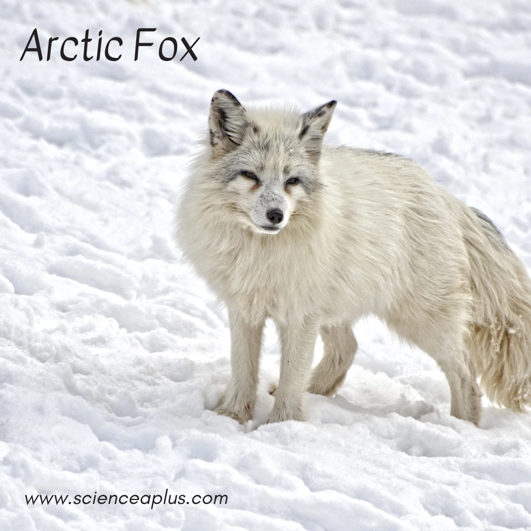 26 animals that start with the letter "A"