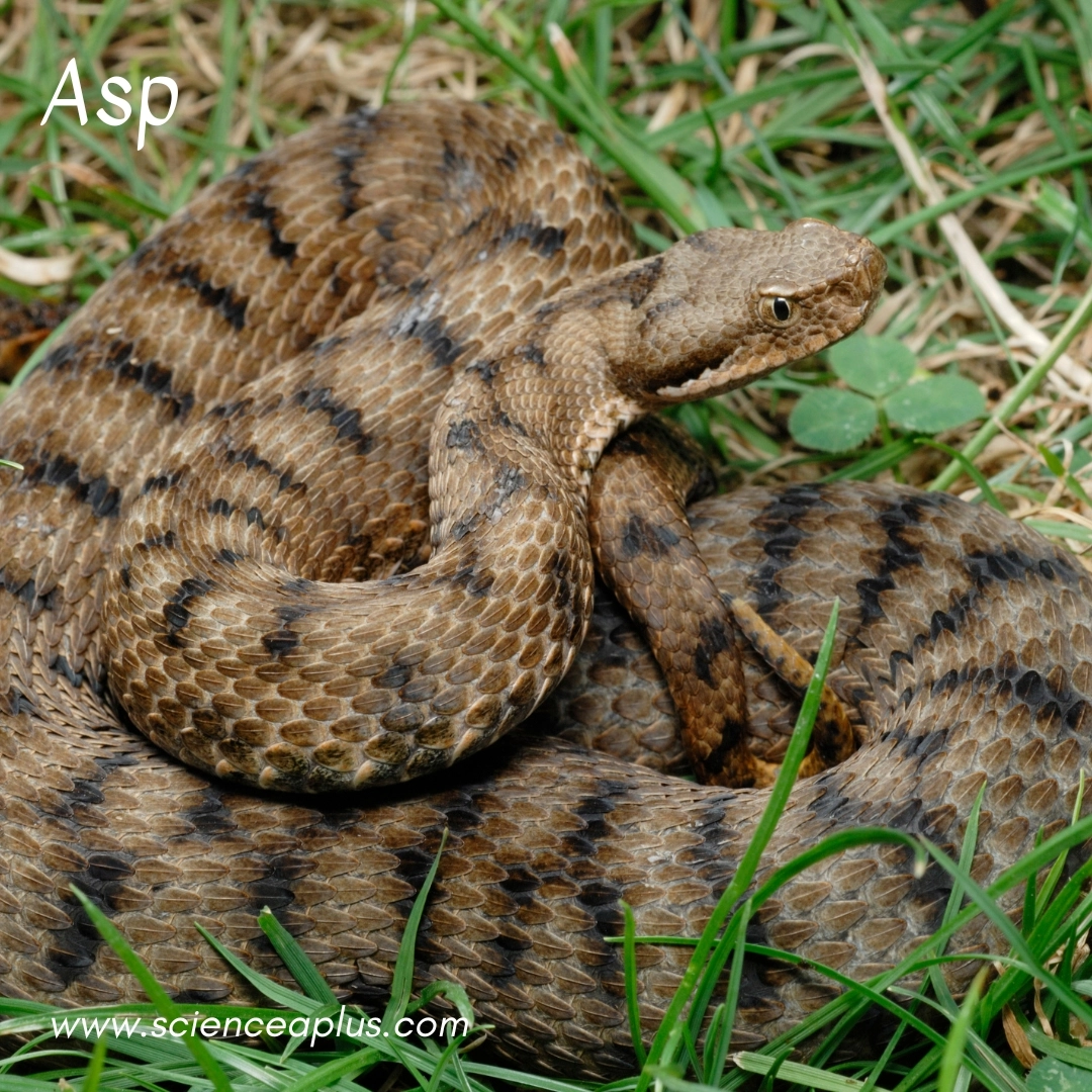 11. Asp: – 26 animals that start with the letter "A"