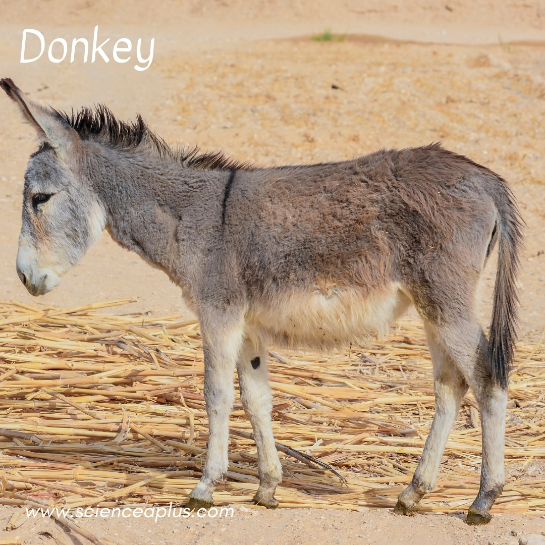 12. Ass: – 26 animals that start with the letter "A"