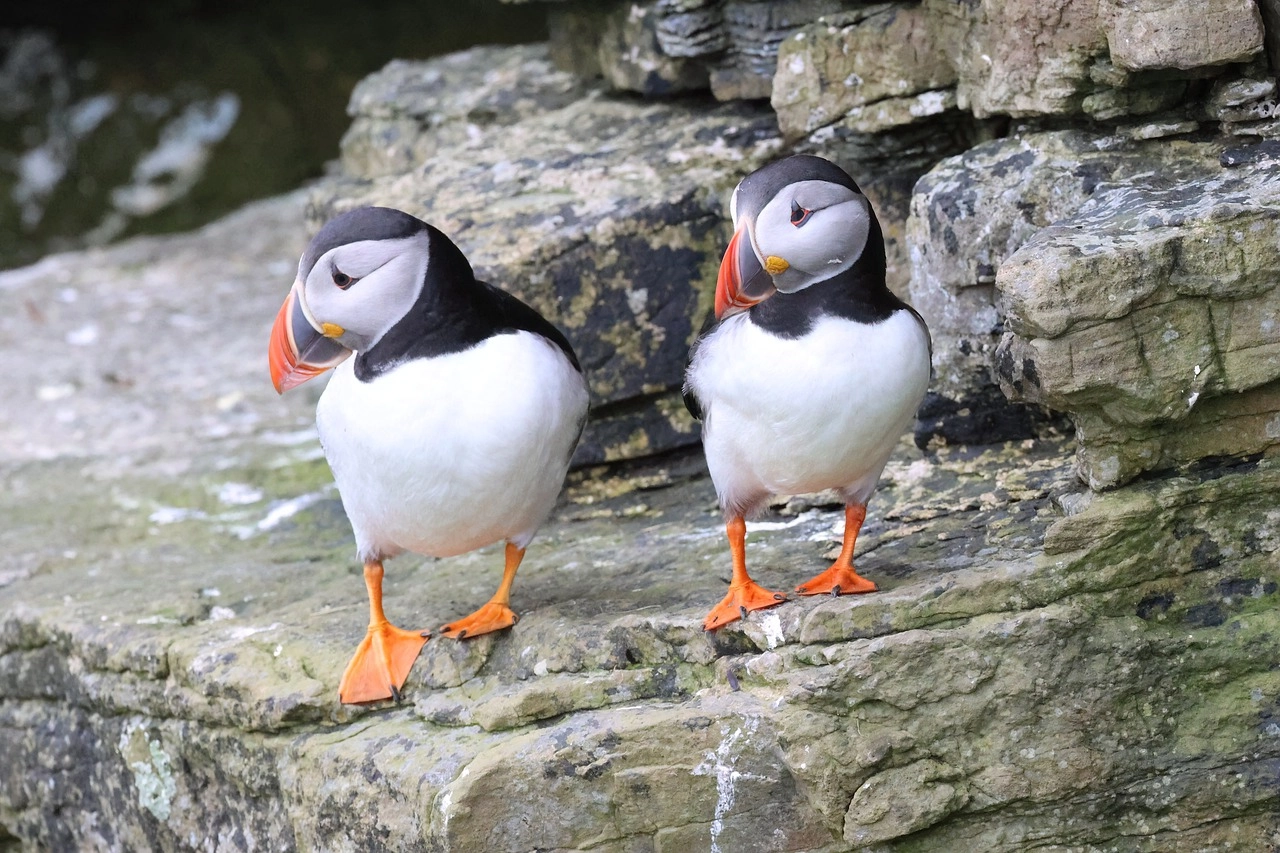 13. Auk: – 26 animals that start with the letter "A"