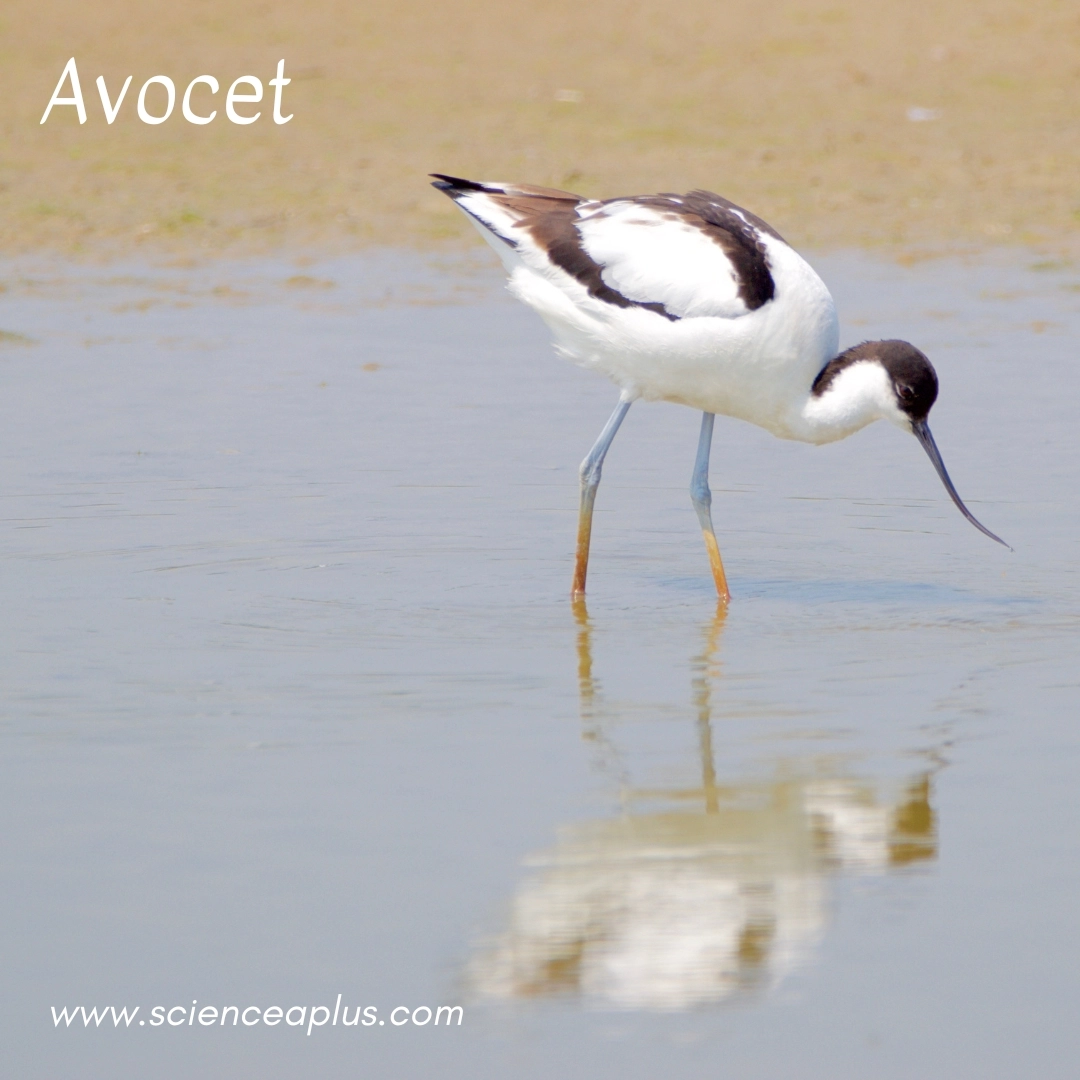 14. Avocet: – 26 animals that start with the letter "A"