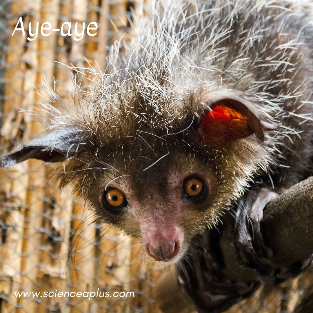 15. Aye-aye: – 26 animals that start with the letter "A"