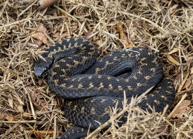 16. Adder: – 26 animals that start with the letter "A"