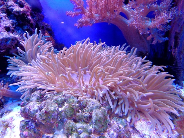 17. Anemone: – 26 animals that start with the letter "A"