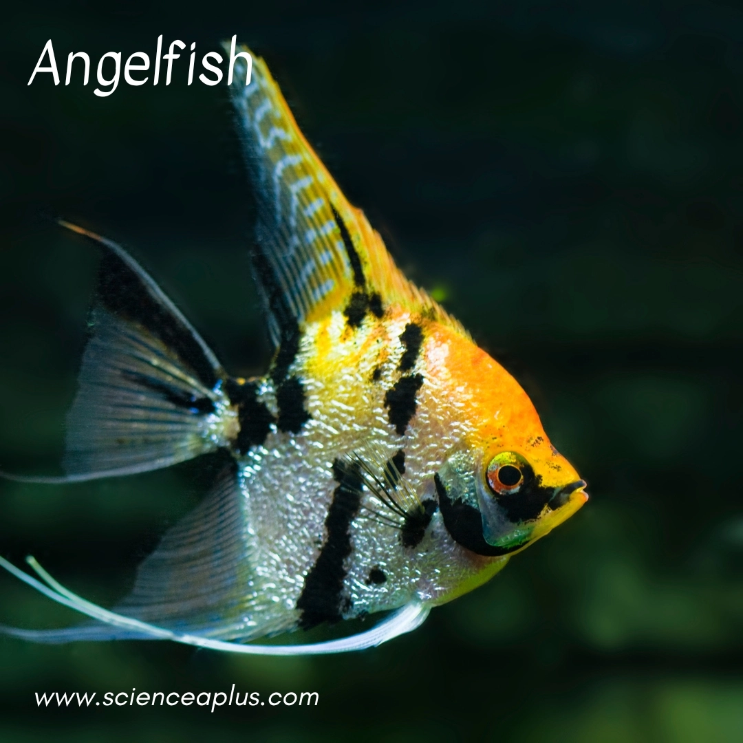18. Angelfish: – 26 animals that start with the letter "A"