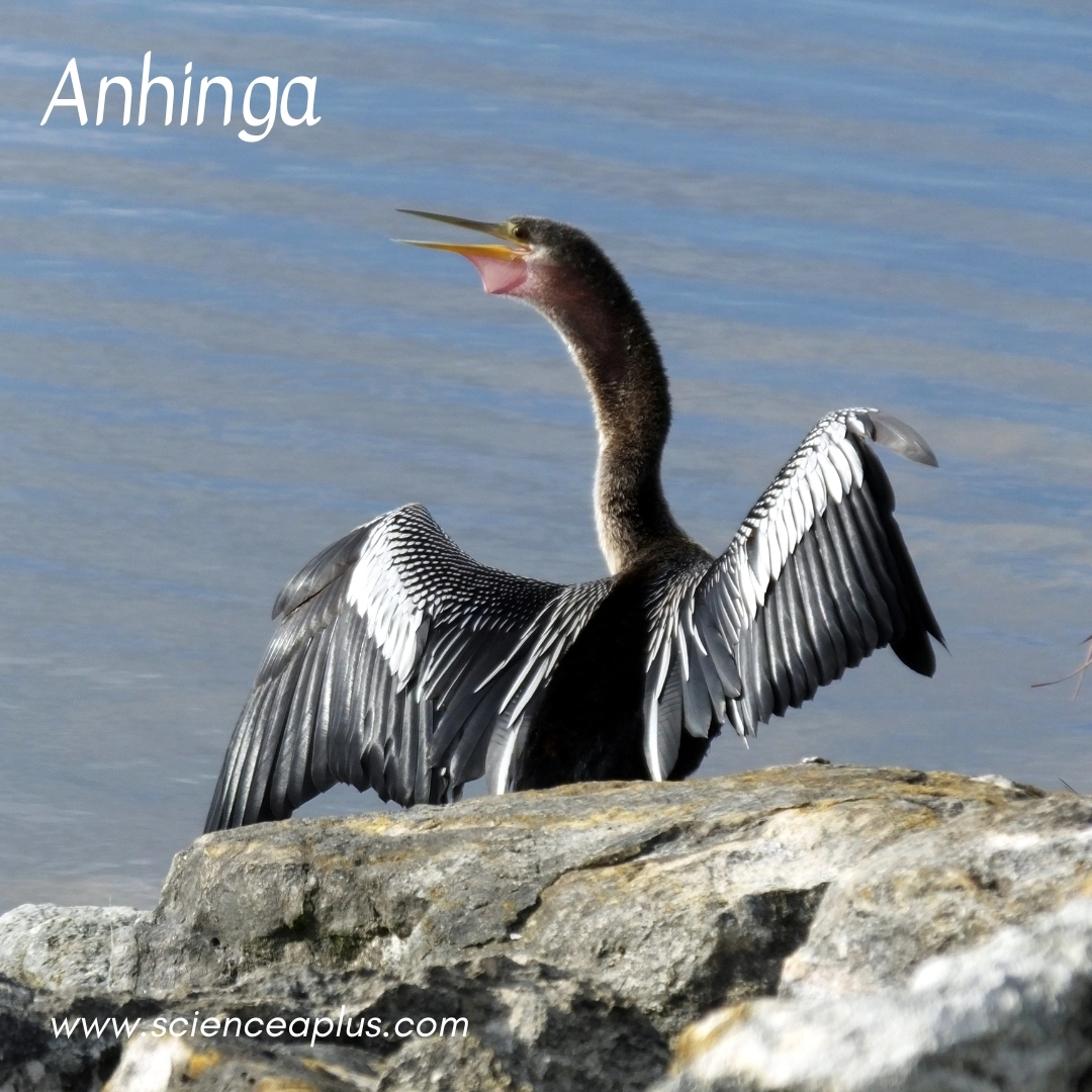 19. Anhinga: – 26 animals that start with the letter "A"